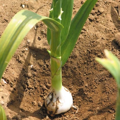 Picture of Elephant Garlic - Delivery From Mid Oct